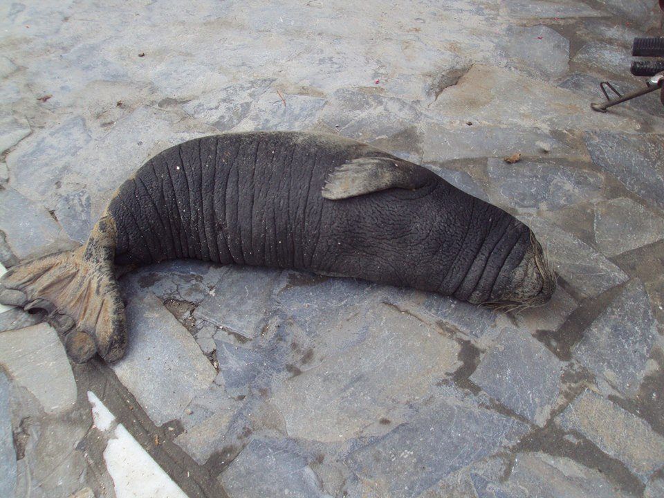 FokiaKokkariSamou (2)